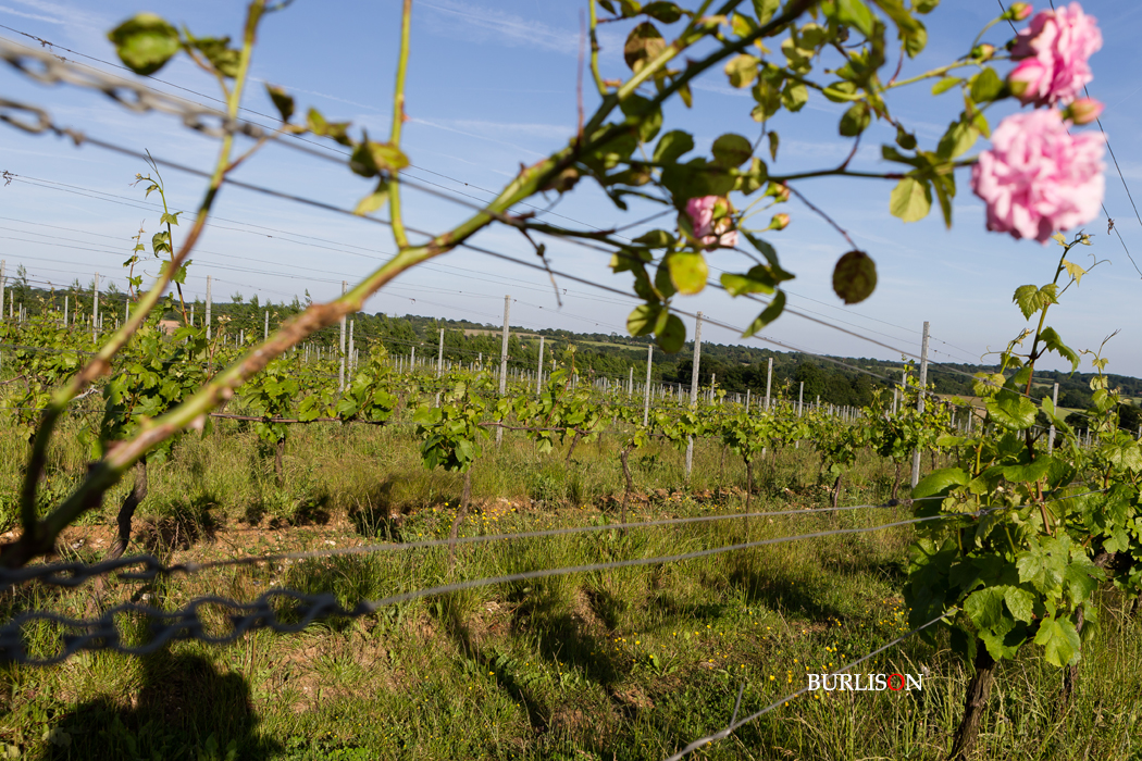 Hattingley Valley Vineyard
