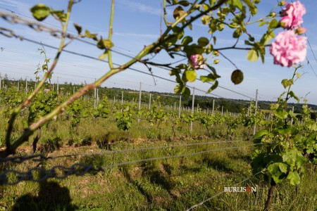 Hattingley Valley Vineyard