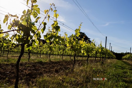 Hattingley Valley Vines